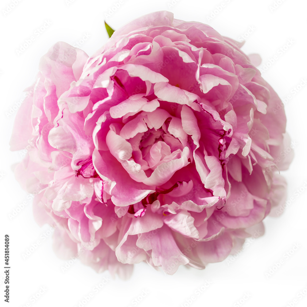 Pink peony flower isolated on white background. Place for text. Copy space Pink peony flower isolated on white background. Place for text. Copy space