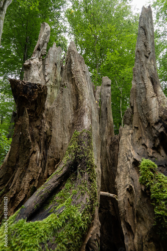 vermoderndes Holz und Baumstümpfe im Wald mit Moos überwachsen