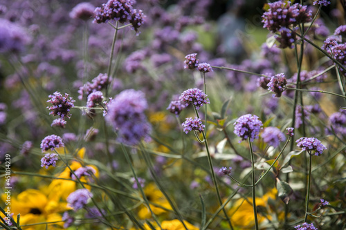 Coneflowers and saffron on the lawn as a garden decoration