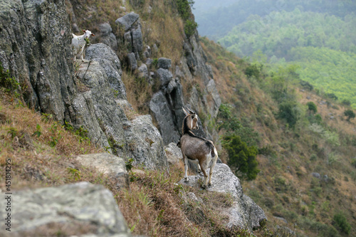 herd of mountain goats