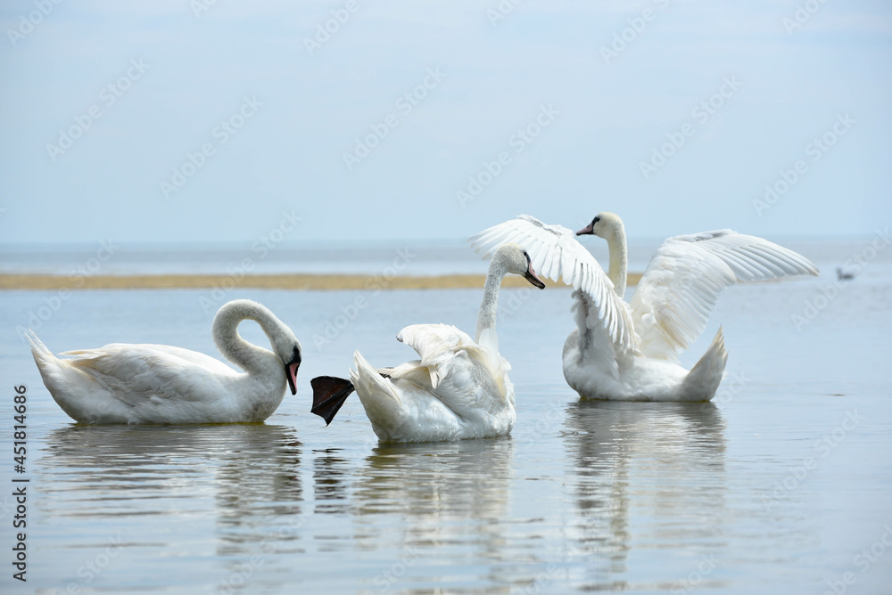 Fototapeta premium Beautiful swans floating in the sea , gorgeous birds