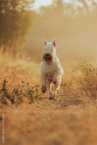 white small dog in a field in sunrise warm and cute