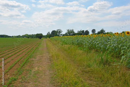 The early July landscape close to the north east Italian village of Ziracco in Friuli-Venezia Giulia, with a field of sunflowers on the right
 photo