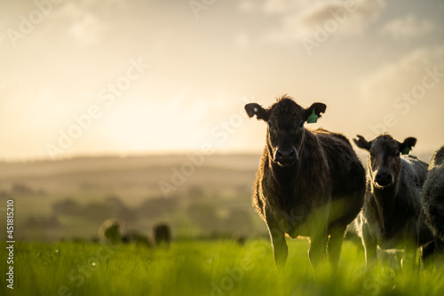 Fototapeta Close up of Angus and Murray Grey Cows eating long pasture in Australia