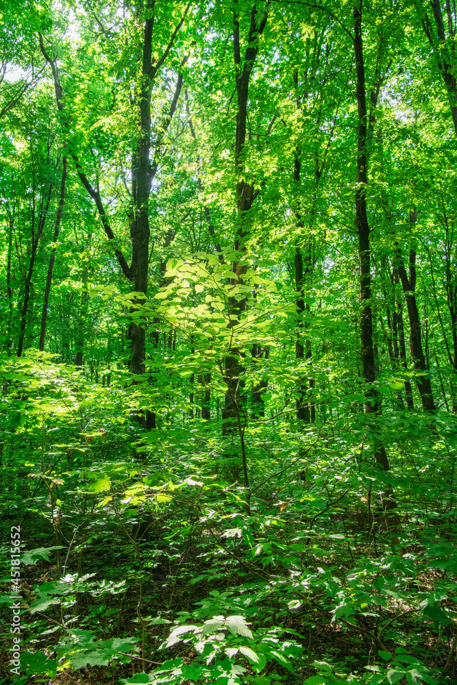 Sunlight in the green forest, spring time