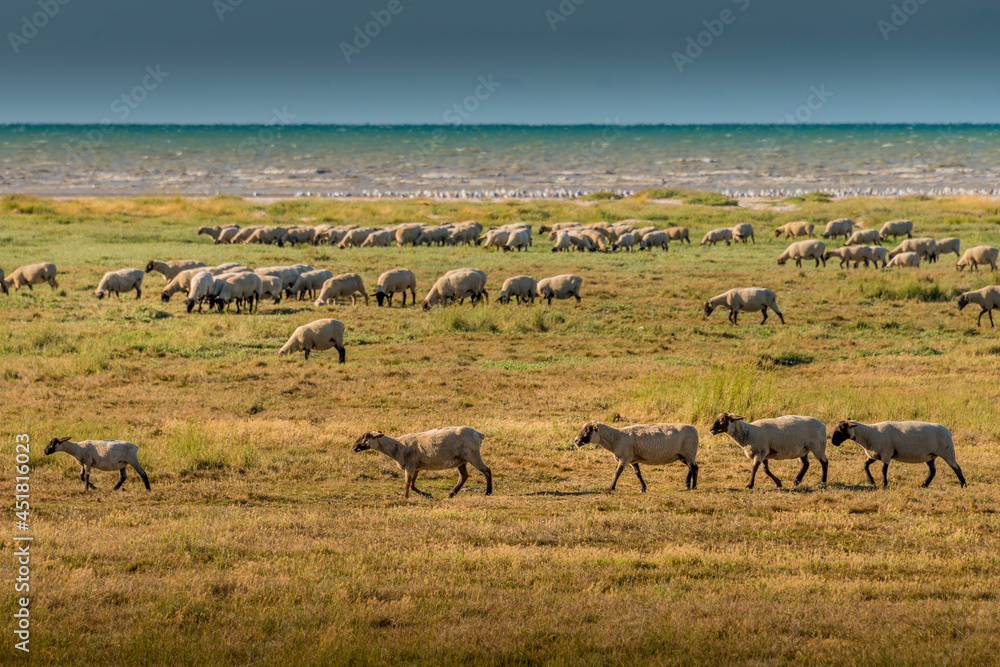 Fototapeta premium Baie du mont St Michel