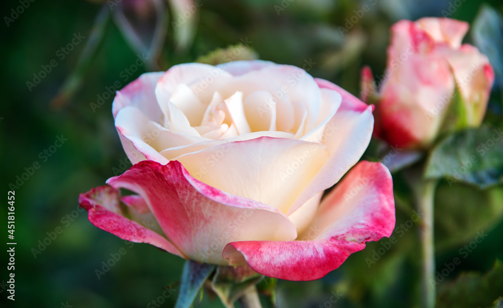 Close up of garden rose background