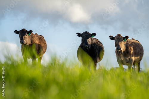 Angus, murray grey and Dairy cows Eating lush green grass in Australia photo