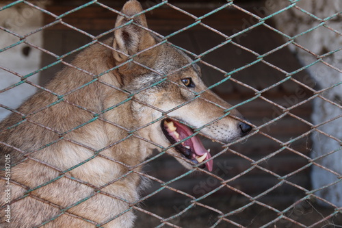 wolf in captivity. imprisonment