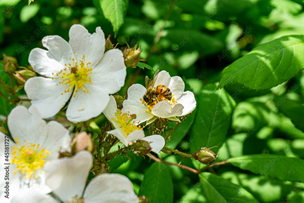 Bees wandering in search of food. Bees wandering in search of food.