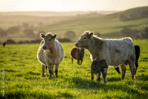 Angus, murray grey and Dairy cows Eating lush green grass in Australia photo