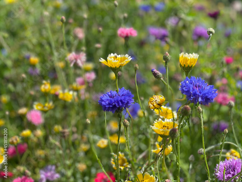 Summer wildflower meadow, yellow, blue, purple, pink, orange flowers, cornflowers, close up