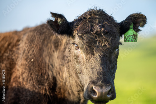 Angus, murray grey and Dairy cows Eating lush green grass in Australia photo