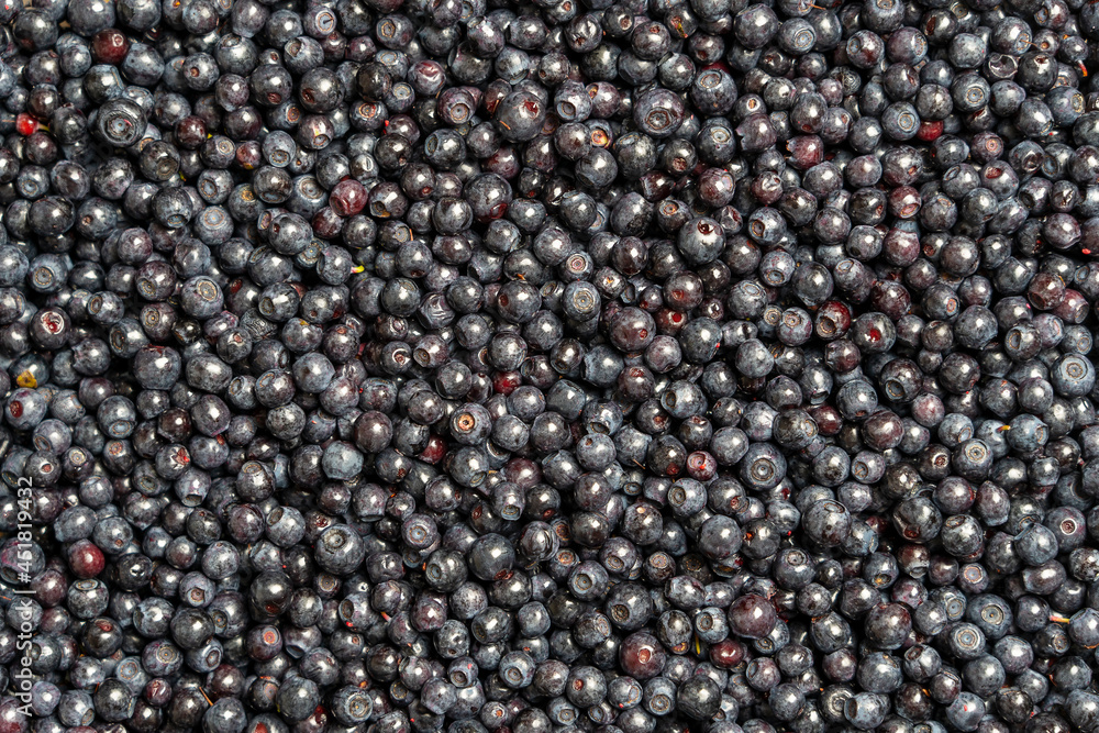 Surface covered with a layer of wild forest blueberry, close up Surface covered with a layer of wild forest blueberry, close up