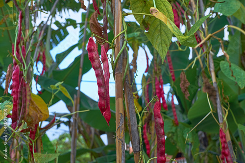 red beans growing on canes, traditional agriculture stakes, healthy biological legume photo