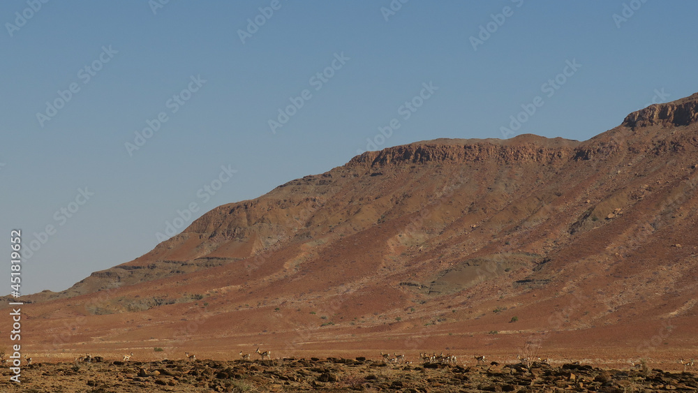 A herd of springbok on a ridge in Kaokoveld, Namibia