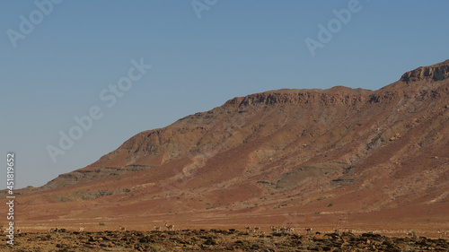 A herd of springbok on a ridge in Kaokoveld, Namibia photo