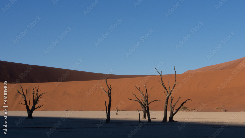 Dead trees and branches at Deadvlei pan, Sossusvlei National Park, a popular tourist destination in Namibia. The shadow of a dune is creating a dramatic effect.