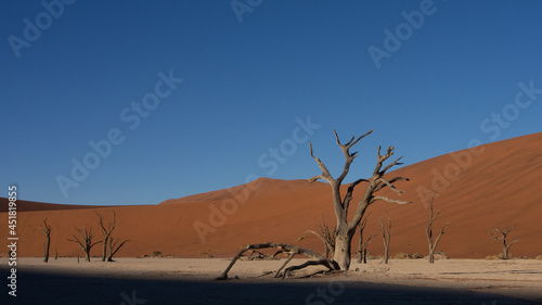 Dead trees and branches at Deadvlei pan  Sossusvlei National Park  a popular tourist destination in Namibia. The shadow of a dune is creating a dramatic effect.