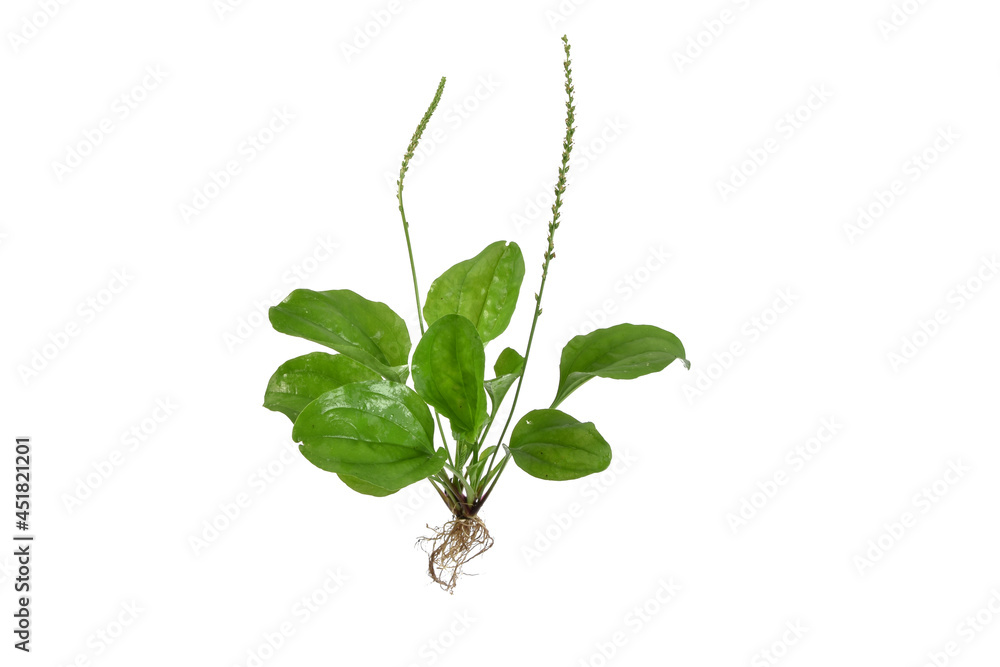 Plantago major. isolated white background, green trees and leaves have