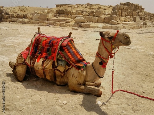 Photography The camel is known as the ship of the desert because it adapts to living on the barrenness of the desert in terms of the lack of grass and water
