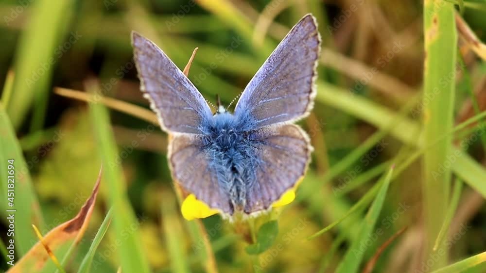 Common Blue Butterfly. Scientific name Polyommatus icarus. Butterfly is collecting nectar from a Bird's-foot trefoil wildflower. Common Blue Butterfly. Scientific name Polyommatus icarus. Butterfly is collecting nectar from a Bird's-foot trefoil wildflower.