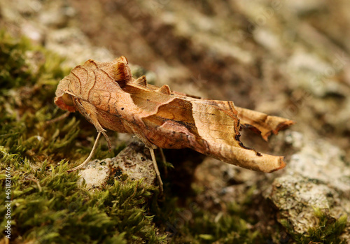 Profile view of an Angle Shades Moth. Scientific name Phlogophora meticulosa. Moth clings to the bark of a tree which is covered in moss. Depicts the moths shape helping it evade visual predation. photo