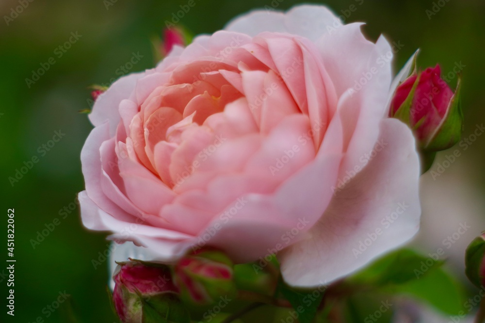pink rose in garden pink rose in garden