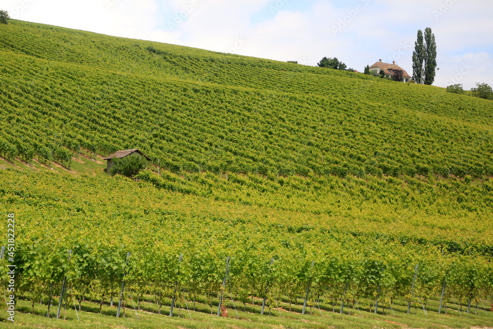 jura vineyards