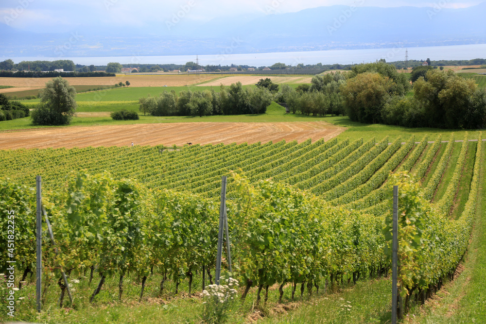 jura vineyards