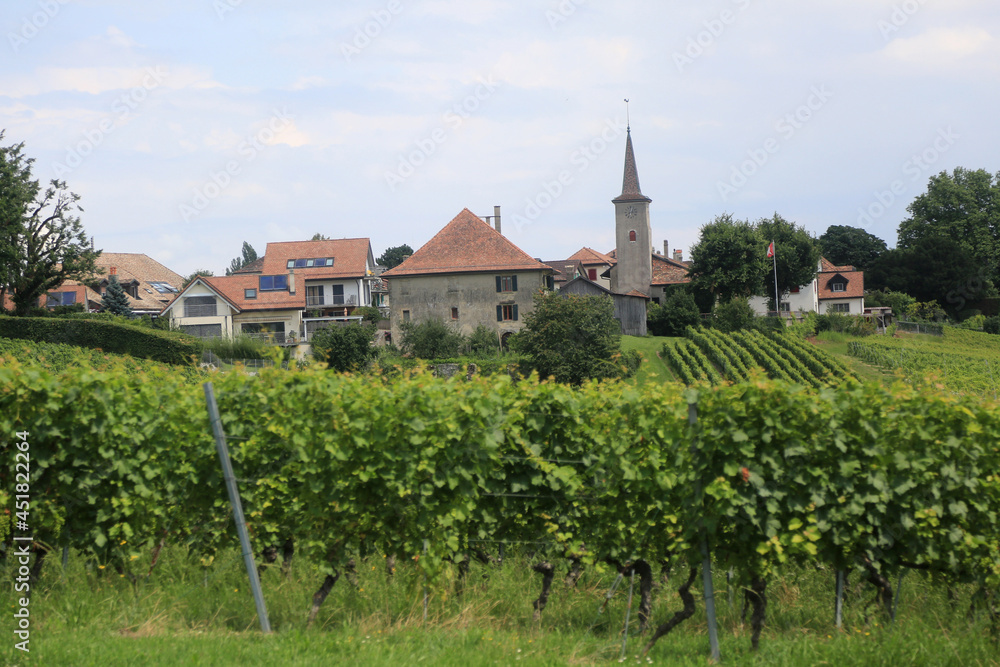 jura vineyards