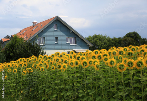 house with sunflower field in swiss alps