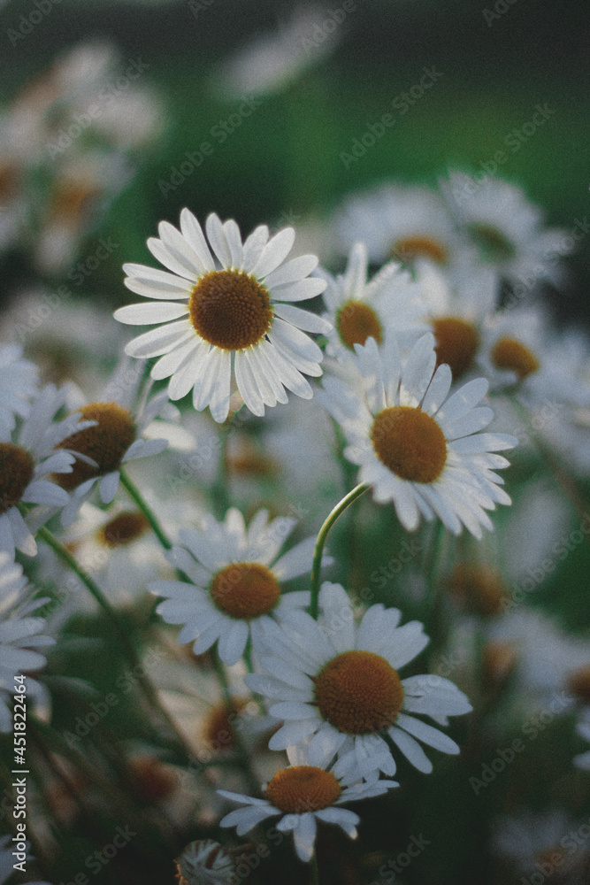 Obraz premium daisies in a field