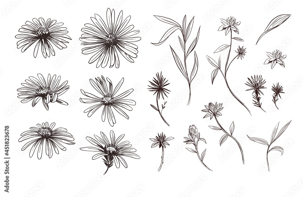 Daisy flower. Sketch illustration. Vector outline set. Daisy flower. Sketch illustration. Vector outline set.