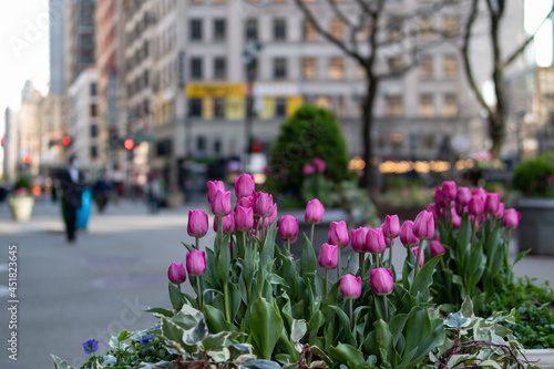 Canvas Print Purple Tulips at Herald Square during the Spring in Midtown Manhattan of New Yor
