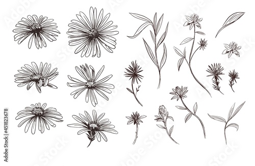 Daisy flower. Sketch illustration. Vector outline set.