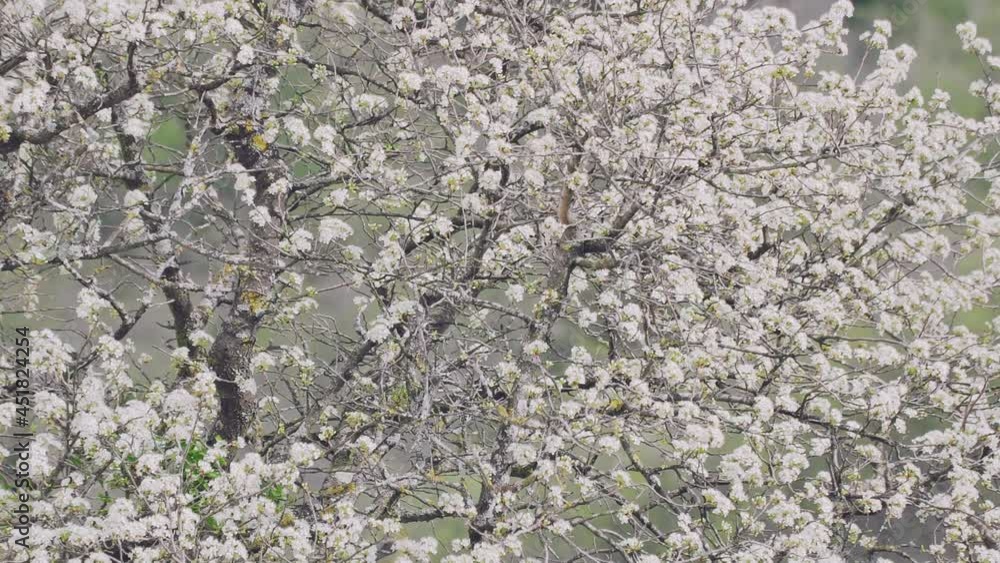 white flowers on a tree white flowers on a tree