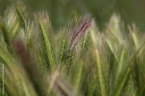 Wild barley leaves
