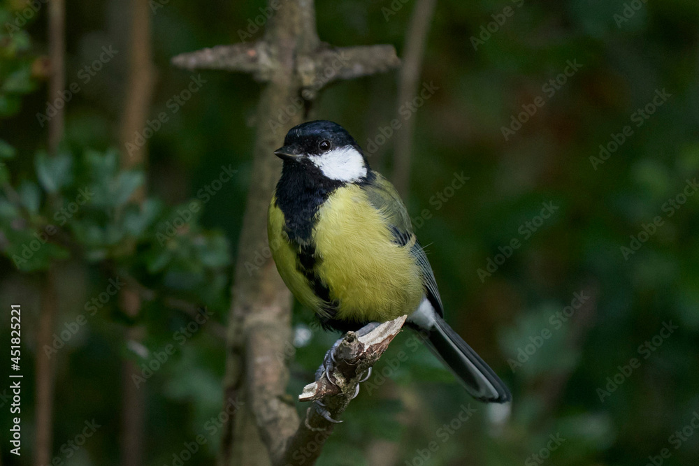 Great Tit (Paris major) perched in a tree at Langford Lakes Nature Reserve in Wiltshire, England, United Kingdom Great Tit (Paris major) perched in a tree at Langford Lakes Nature Reserve in Wiltshire, England, United Kingdom