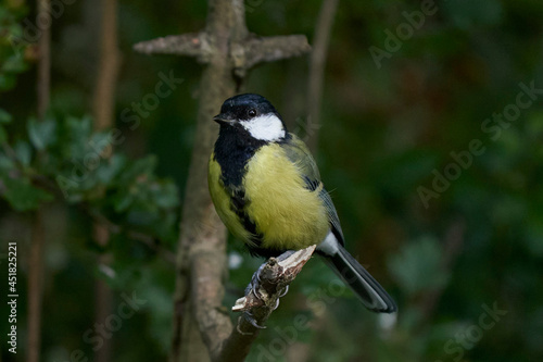Great Tit (Paris major) perched in a tree at Langford Lakes Nature Reserve in Wiltshire, England, United Kingdom 