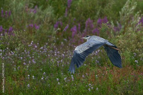 Grey Heron (Ardea cinerea) in flight against a bank of summer flowers at Langford Lakes Nature Reserve in Wiltshire, England, United Kingdom