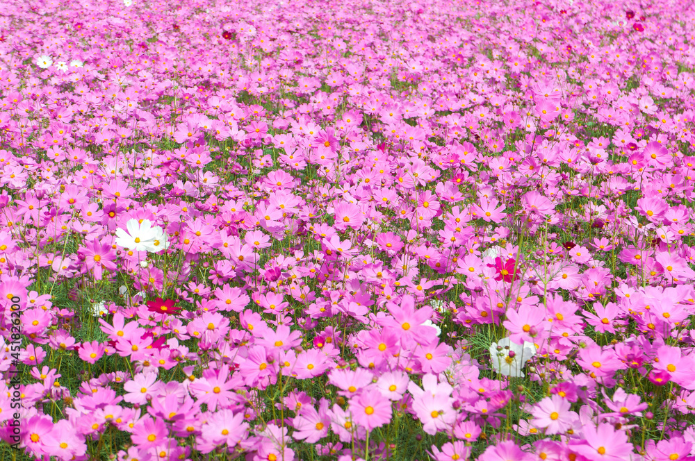 Cosmos flowers in filed.