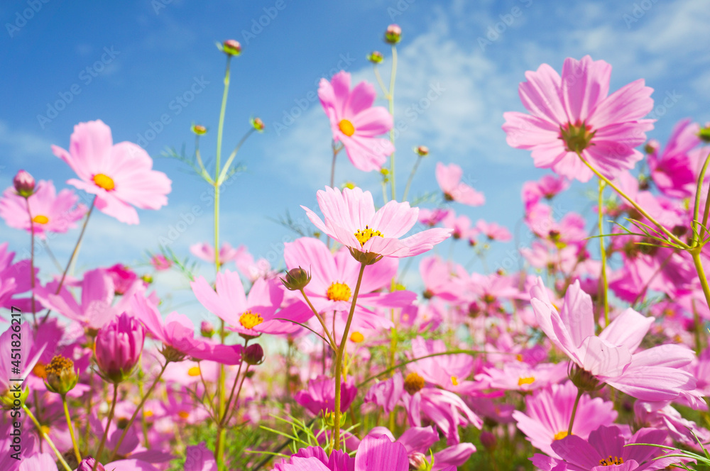 Cosmos flowers in natural filed with blue sky background.