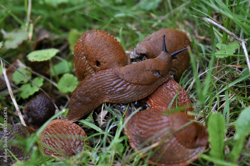 Obraz premium slither in the grass