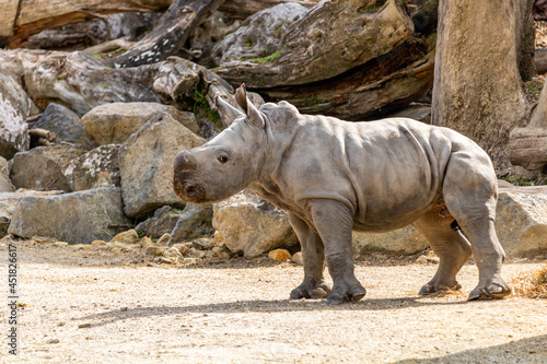 Baby white rhino playing in his yard. Auckland Zoo, Auckland, New Zealand