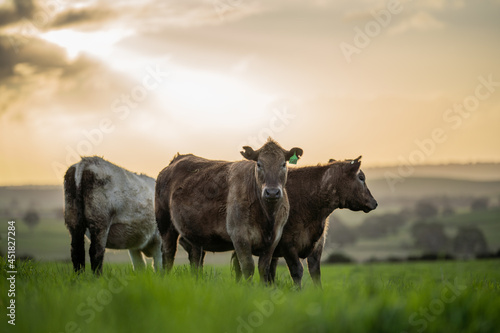 Angus, wagyu and murray grey beef bulls and cows, being grass fed  on a hill in Australia. photo