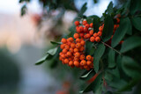 Orange rowan berries. Botanical background. High quality photo