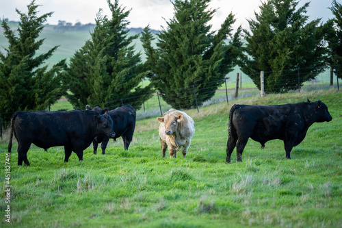 Angus, wagyu and murray grey beef bulls and cows, being grass fed  on a hill in Australia. photo