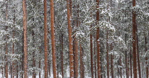 Winter Lodgepole Pine Forest