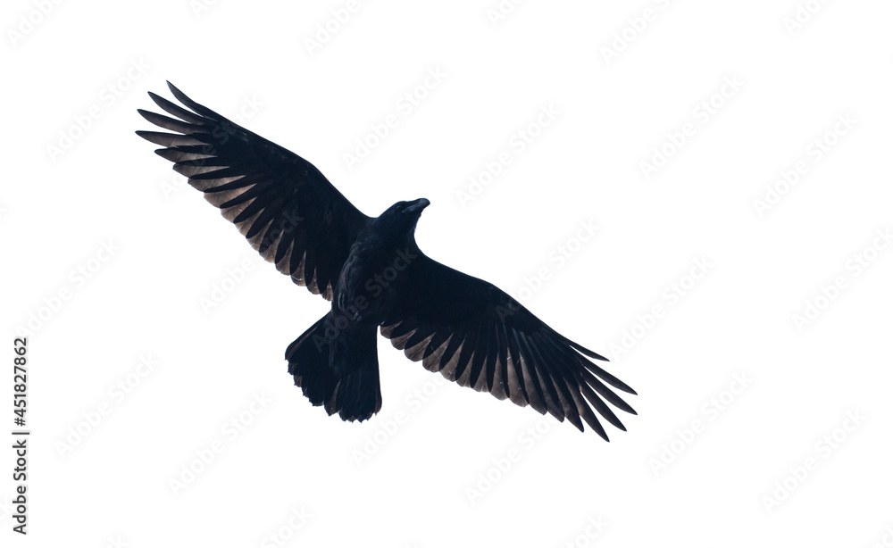 Obraz premium black raven isolated on white background